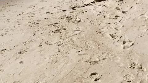 Cerebellar Hypoplasia Golden Retriever's First Beach Experience