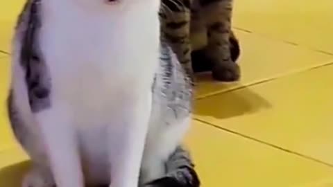 cat funny video