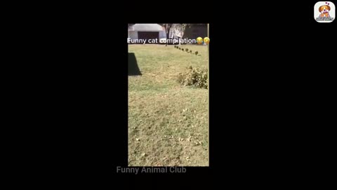 Funniest animals Best of the funny videos 2022