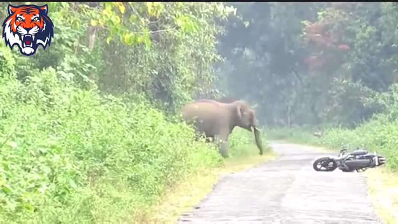 Elephant 🐘 attack on human full video in description #viralvideo #Elephant