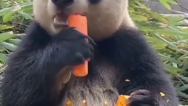 Funny animal eats carrots