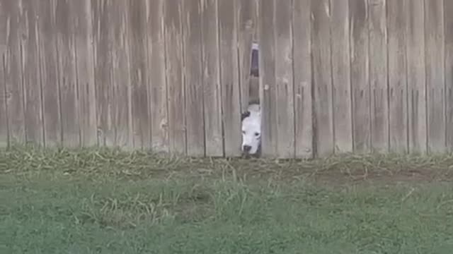 Nosy Neighbor Dog Wants To Come And Play