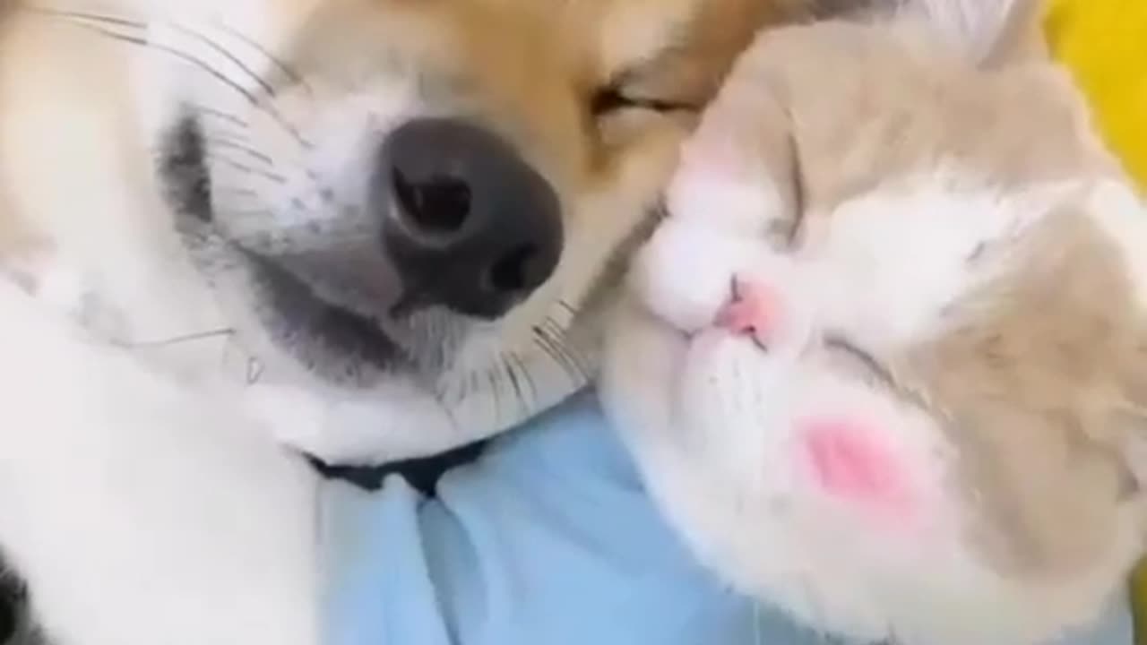 Dog and cat fraindship