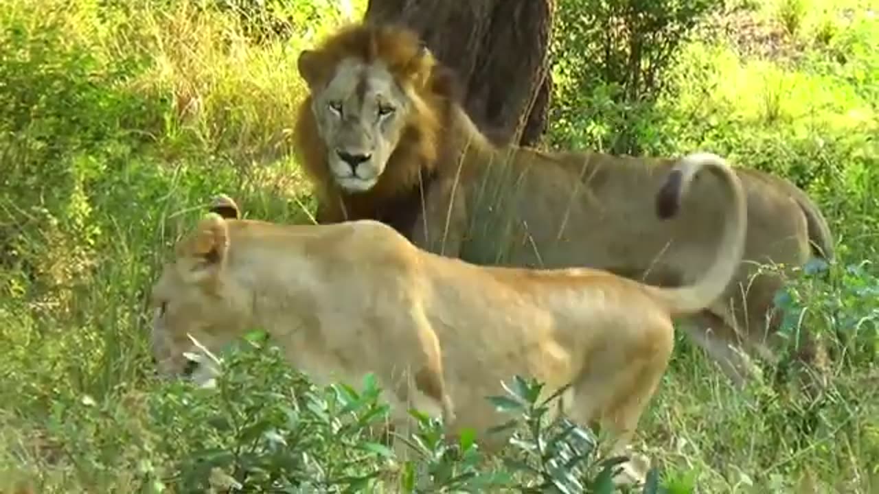 Lions seduction and Mating