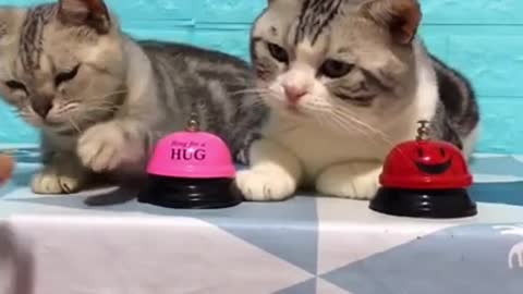 Lovely Cat, black cat, cats, funny cats, funny cat videos 1315 Cute Cat