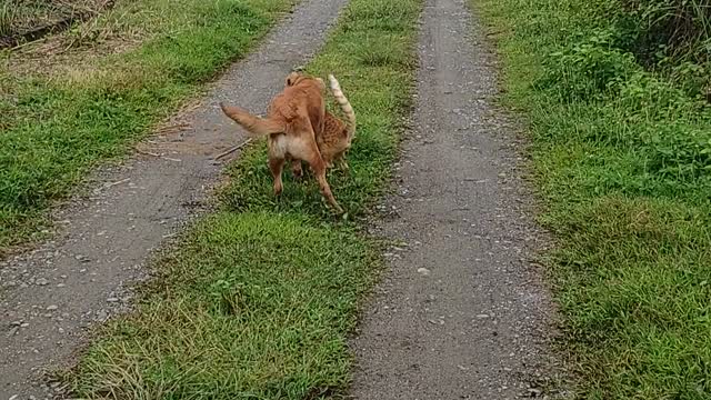 Dog and Cat playing in the Philippines