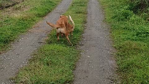 Dog and Cat playing in the Philippines