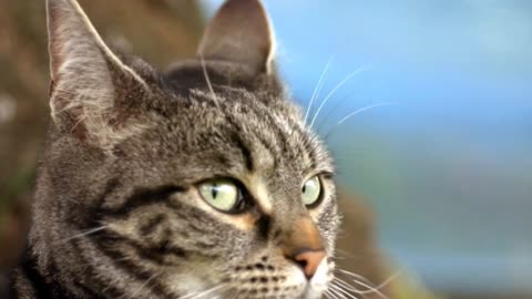 Intro to Cats