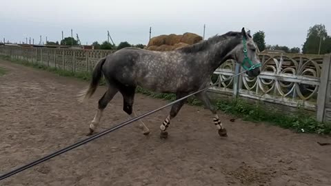 Gray horse