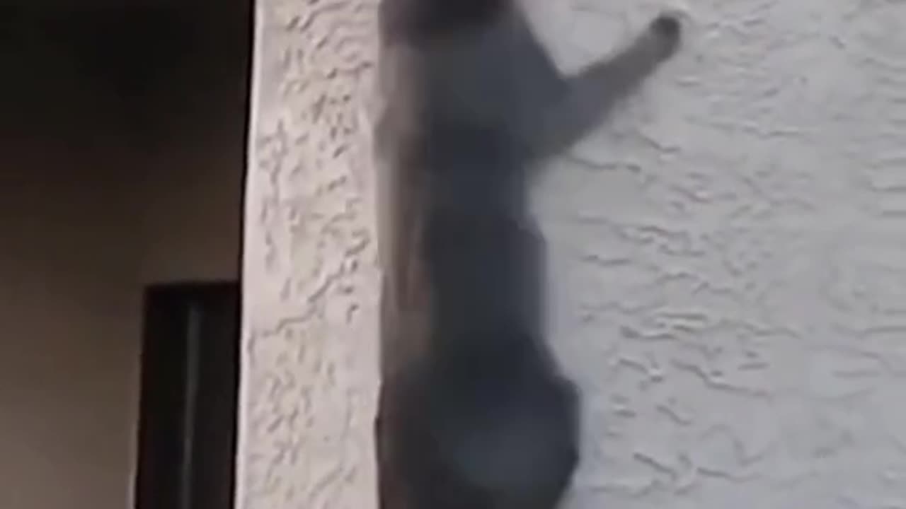 #cats on a mission #funny cats video