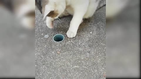Cute cats and other animal