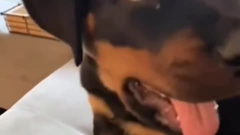 Playing with the mind of dogs
