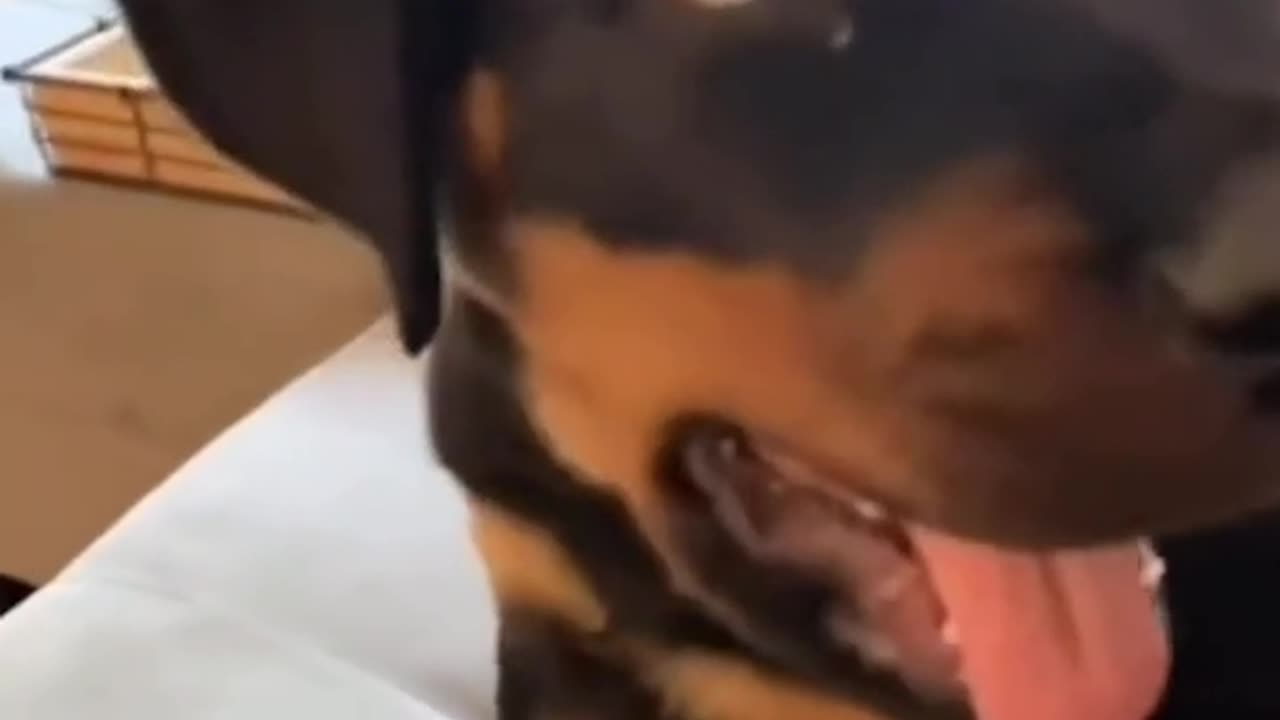 Playing with the mind of dogs