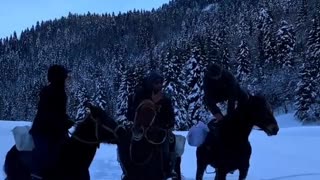 Beautiful Horse