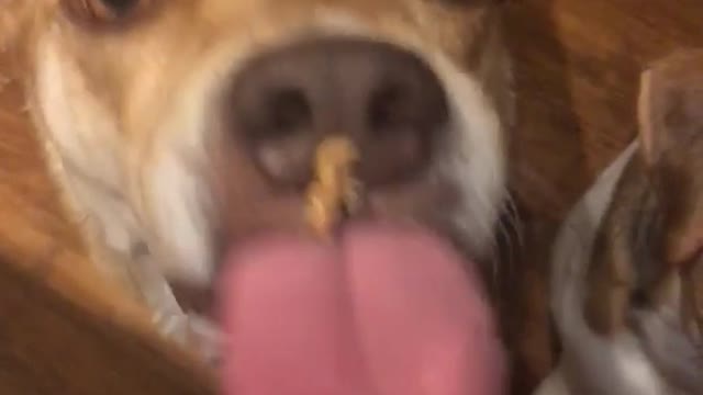 Brown dog can't lick peanut butter off nose