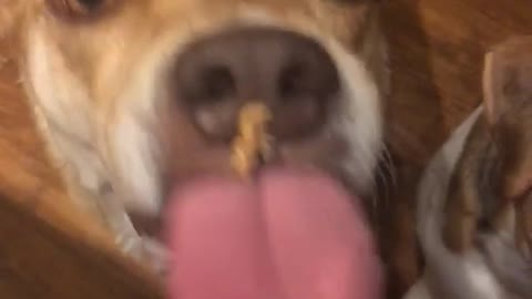 Brown dog can't lick peanut butter off nose