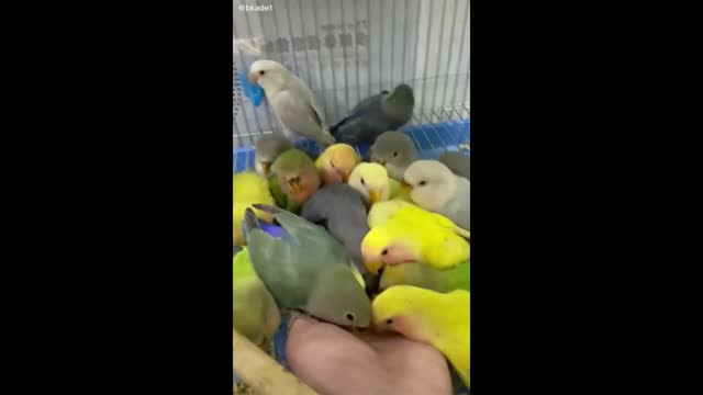 Birds Eat Their Food, Funny