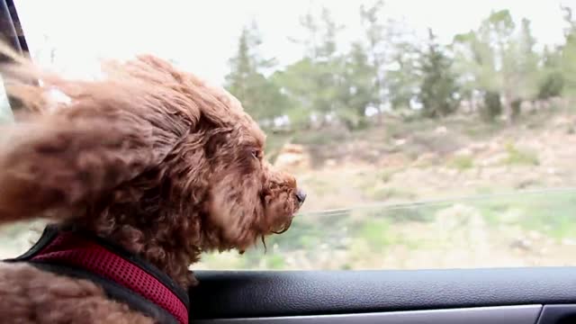 dog funny in car