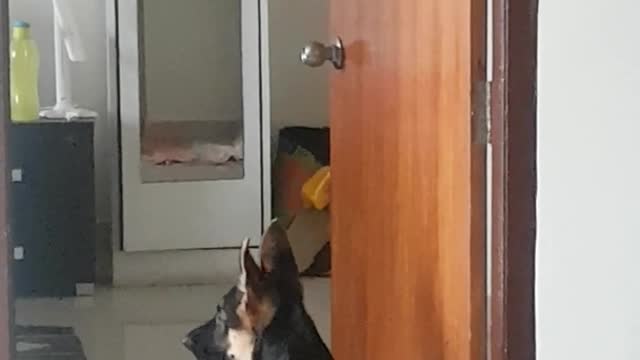 German shepherd puppy barks at self in mirror