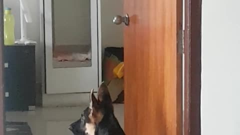 German shepherd puppy barks at self in mirror