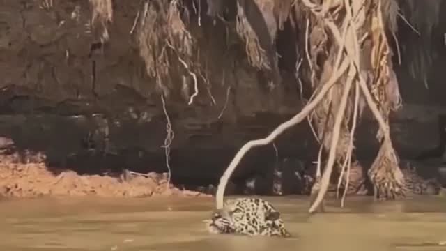 South africa forest leopard hunting crocodile