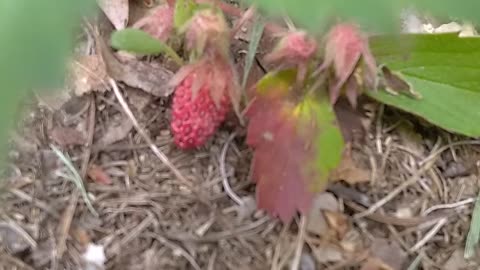 Wild Strawberry