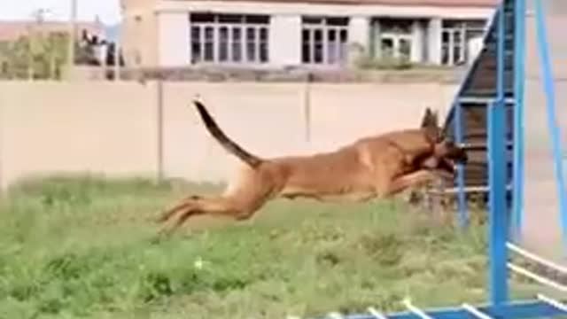 Funny Dog video #short