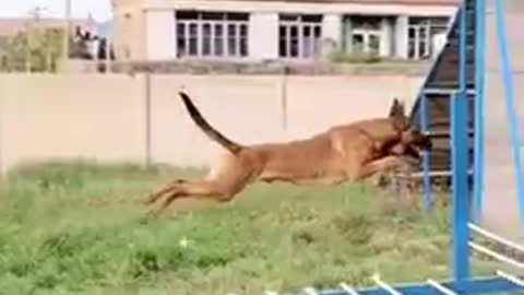 Funny Dog video #short