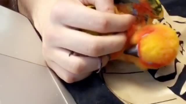 Cute little parrot snuggles with his owner