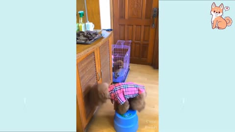 Laugh with this Dog free