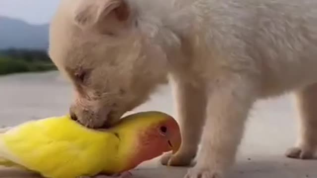cute animals
