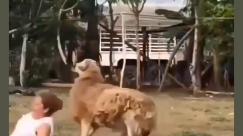 Funny animal 🦙🐐🐐