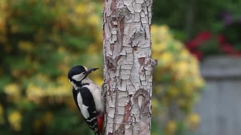 Bird Woodpecker great spotted