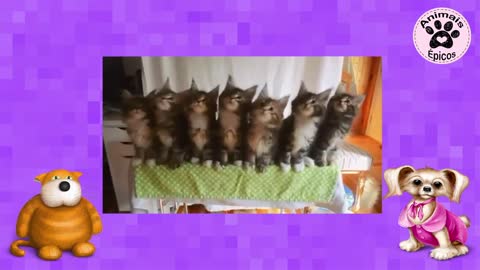 Funny Animals - Funny Dogs and Cats TRY NOT TO LAUGH #47