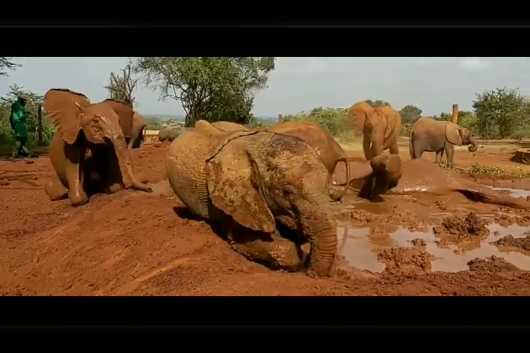 Baby Elephants mud bath