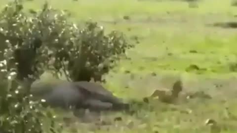 lion funny video