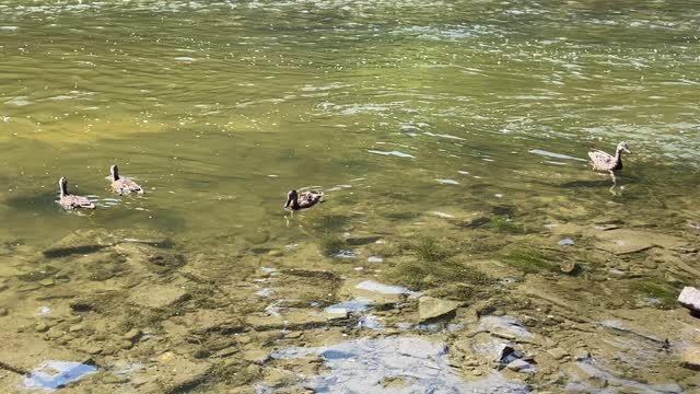 Duck family down to 3?