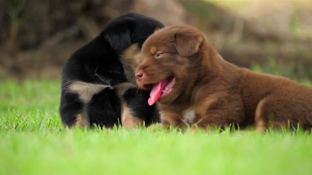 Cute Puppy Baby Dog Playing In The Green Park