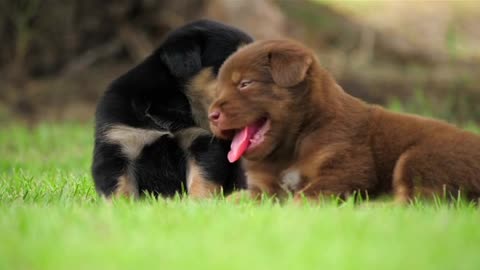 Cute Puppy Baby Dog Playing In The Green Park