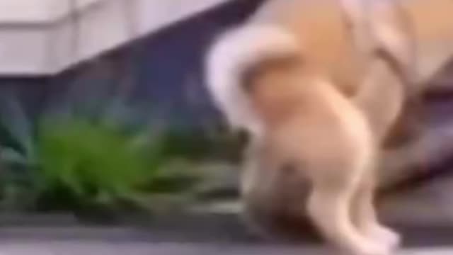Dog shit