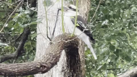 Kookaburra Snacks on Snake