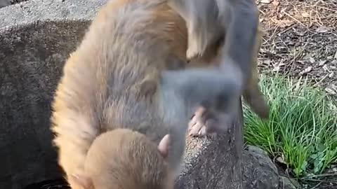 Baby Monkeys Having a Lot of Fun