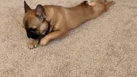 This pup trying to sneak out of the house during quarantine is simply priceless