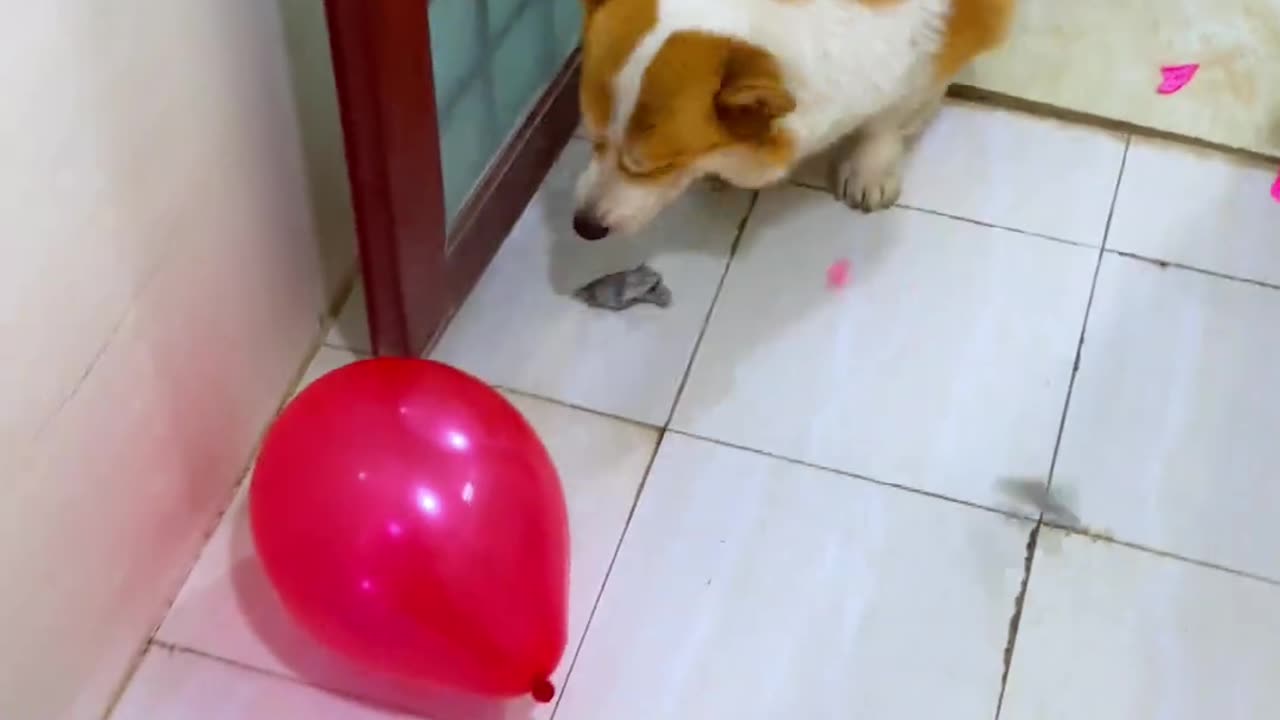 Dog bites the balloon, so powerful