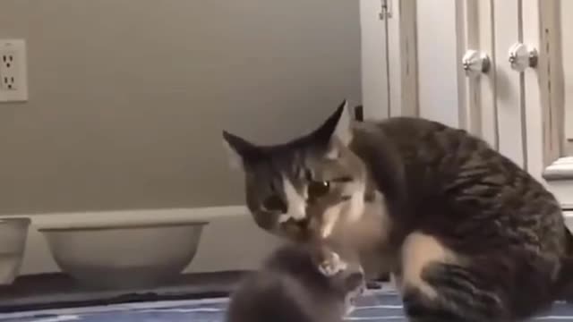 The cat is worthy of respect.