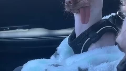 Funny animals, Cute