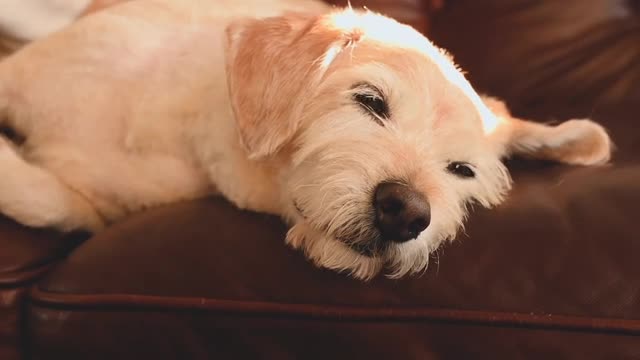 Dog Lying on a Couch