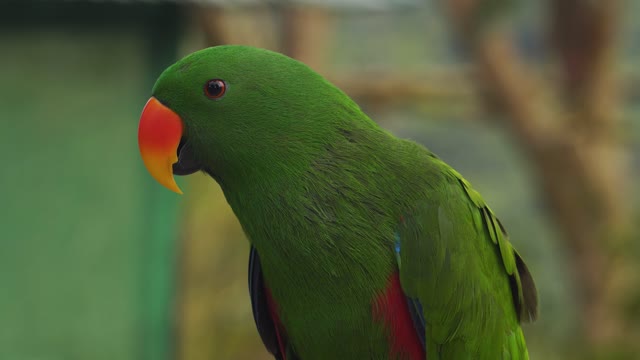 The little bird makes beautiful sounds At the gate of the forest with the sounds of chickens