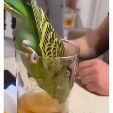 Look! The lovebird fell into the glass! 😅🙈