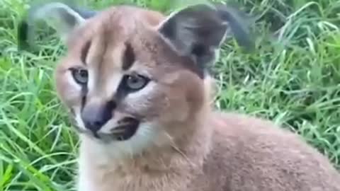 Caracal Ear Flick 😼